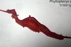 Lần đầu tiên ghi hình được loài rồng biển cực hiếm