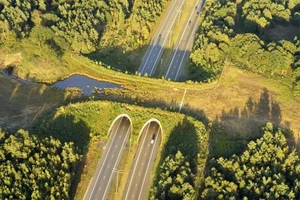 Những cây cầu cứu thoát hàng nghìn con vật mỗi năm