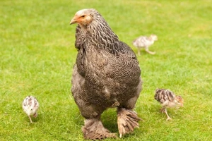 Gà khổng lồ có cân nặng lên tới 10 kg