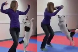 Clip: Chó cưng khiêu vũ điệu nghệ với cô chủ
