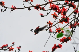Ngắm hoa gạo đỏ rực trong rừng Cúc Phương