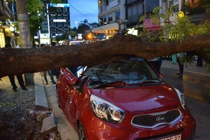 Cây xanh bật gốc đè bẹp ô tô trên đường Mạc Thị Bưởi