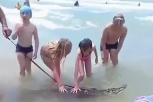 Bắt người đàn ông dắt cá sấu đi dạo trên biển