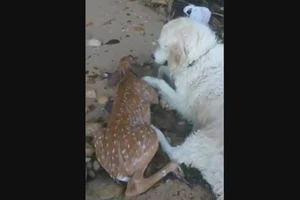 Chó cứu hươu đuối nước thành 'anh hùng' mạng xã hội