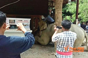 Voi quỳ gối, vĩnh biệt chủ nhân trong quan tài