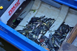 Thả cá phóng sinh lễ Vu Lan: Người thả... kẻ chờ vớt