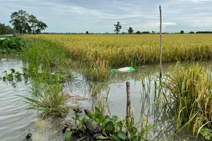 Nước dâng nhanh gần 350ha lúa sắp thu hoạch bị ngập úng