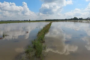 Nước lũ bắt đầu đổ về các huyện vùng Đồng Tháp Mười