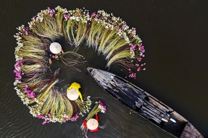 Về Long An ngắm mùa hoa súng nở