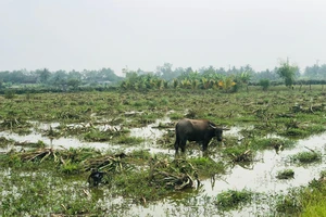 Long An: Hàng ngàn hecta thanh long bị chặt và bỏ hoang