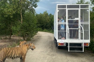 Khoảng 50.000 lượt du khách đến Long An trong dịp tết Nguyên đán