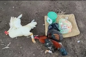 Long An: Triệt phá hai tụ điểm đá gà gần 150 triệu đồng