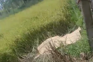 Bắt tạm giam người sử dụng điện bẫy chuột làm chết người