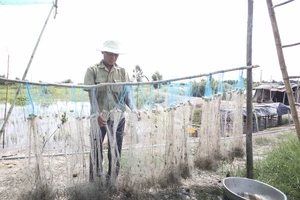 Người dân Long An ngóng chờ con nước nổi 