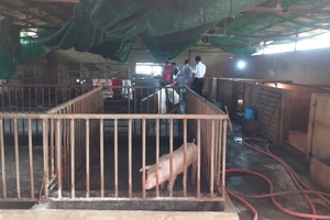 Phát hiện đàn heo bị bệnh dịch tả heo Châu Phi