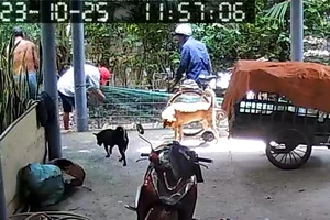 Cảnh giác chiêu trò giả thương lái mua heo không trả tiền, bỏ trốn 