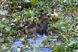 Phát hiện thi thể cô gái 17 tuổi nổi trên sông Vàm Cỏ Đông