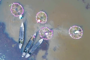Về Long An ngắm sắc màu hoa súng trên cánh đồng mùa lũ