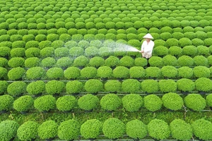 Làng hoa Chợ Lách tất bật chuẩn bị hoa xuân phục vụ Tết Giáp Thìn 2024