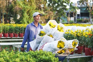 Làng hoa Sa Đéc sẳn sàng phục vụ thị trường tết