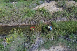 Theo chân người bắt cá lia thia và thưởng thức mắm chua cá đồng Long An