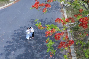 Hoa phượng nở rộ ở Long An, nhiều người đến check-in ôn lại tuổi học trò