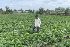 Long An: Nông dân điêu đứng vì giá rau giảm mạnh 