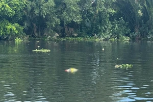 Long An: Phát hiện thi thể người đàn ông trôi sông