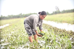 Người dân biên giới Long An rơi vào cảnh trắng tay vì mưa, lũ