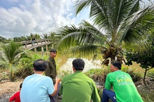 Khẩn trương truy bắt cá sấu nổi trên sông ở Long An