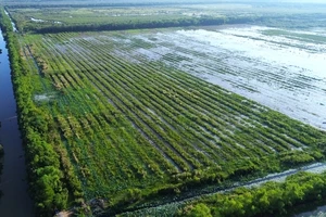 Long An: Trồng được 340.000 cây xanh ở Khu Bảo tồn đất ngập nước Láng Sen