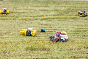 Nhộn nhịp mùa thu hoạch lúa ở Long An vào đầu năm mới