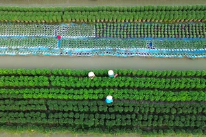 Làng Hoa Mỹ Phong nhộn nhịp mùa hoa tết