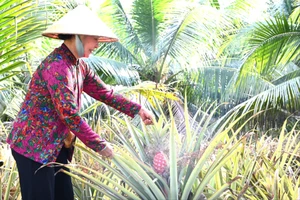 Thu nhập hàng chục triệu đồng nhờ trồng khóm son chung tết