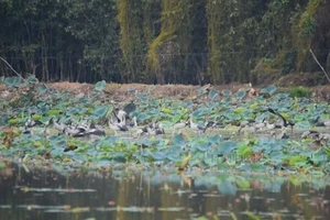 Đàn cò ốc bay về trú ngụ gần Làng nổi Tân Lập bị người dân săn bắt