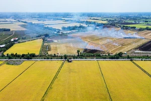 Ngắm cánh đồng lúa chín vàng rực xuyên quốc lộ N2