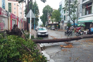 Mưa lớn ở Long An làm cây đổ, đường ngập