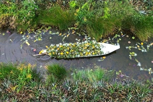 Rộn ràng mùa thu hoạch khóm Tân Phước