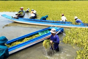 Cán bộ, chiến sĩ quân đội, công an Tây Ninh giúp dân “chạy lũ” cứu lúa