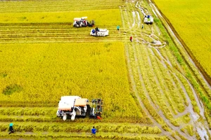 Tây Ninh: Chạy đua thu hoạch lúa trước khi nước lũ nhấn chìm đồng