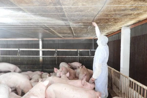 Nhiều ổ bệnh dịch tả lợn châu Phi xuất hiện ở Tây Ninh