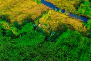 Ngắm vẻ đẹp xanh mùa thu hoạch cỏ bàng 