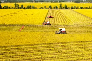 Mùa vàng trở lại Đồng Tháp Mười qua những khung hình thu hoạch lúa