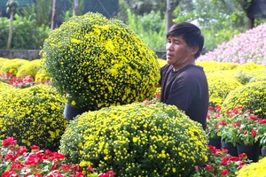 Cúc mâm xôi bung nụ trước Tết, người trồng đứng ngồi không yên