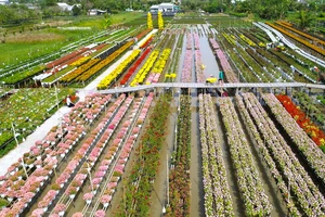 Làng hoa Sa Đéc vào mùa nhộn nhịp, nhà vườn lạc quan chờ Tết