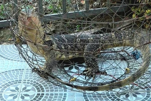 Bắt được kỳ đà hoa khi làm vườn, người dân Đồng Tháp chủ động bàn giao