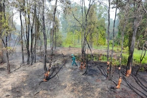 Cháy rừng tràm do đốt lửa lấy mật ong, thiệt hại khoảng 1,5 hecta