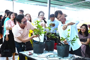 Giữ hồn mai Tết giữa kỷ nguyên số ở làng mai Tân Tây