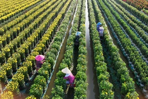 Thời tiết bất lợi, làng hoa Mỹ Phong chật vật giữ hoa bán Tết