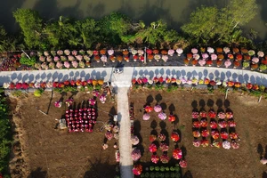 Theo bước mùa xuân ở làng hoa giấy lớn nhất Vĩnh Long